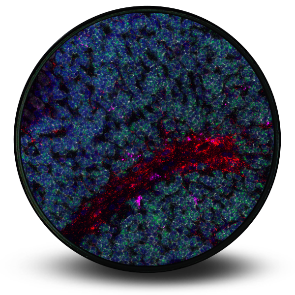 Spatial Biology Data Image showing RNAscope results