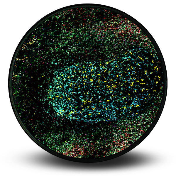 Expand Spatial Multiomics with Simultaneous Protein or RNA Detection | ACD