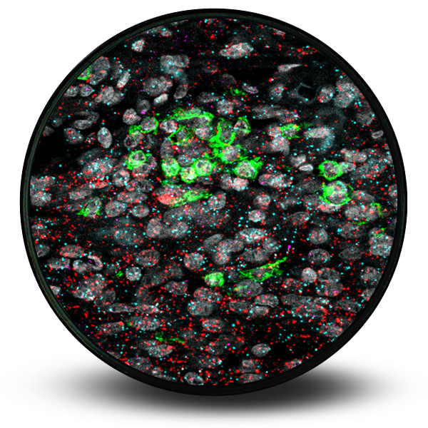 Spatial RNAscope™ Image 1