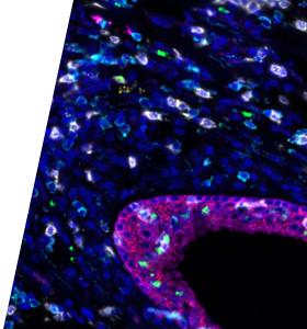 Bio-Techne Webinar