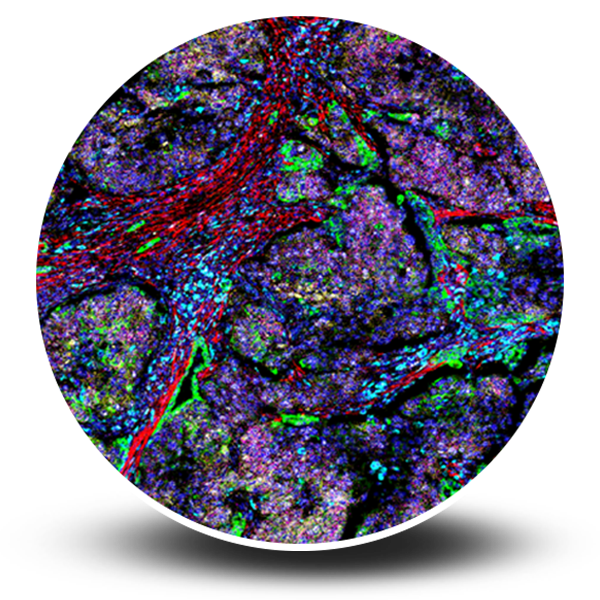 Multiplexed Co-Detection of mRNAs and Proteins using RNAscope ISH and Imaging Mass Cytometry (IMC) 