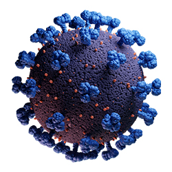 Coronavirus 3D Model