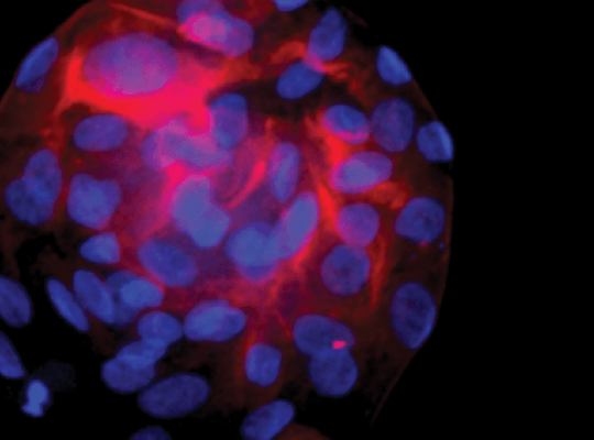 Human Liver Organoids